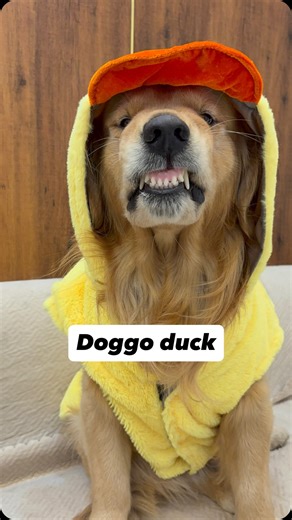 Simba Jhajj | Golden Retriever on Instagram: "Simba ka quack quack ho gaya😂😂 Outfit from @unleash_the_tails This winter outfit is perfect for your furry babies😍 #simba #goldenretriever #doglover #dogstagram #doglove #doglovers #goldenretrieversofinstagram #doginfluencersofinstagram #dogfluencer #trending #cutedog #dogsofinstagram #funnydog #funnyreelsvideo #funnyvideos"