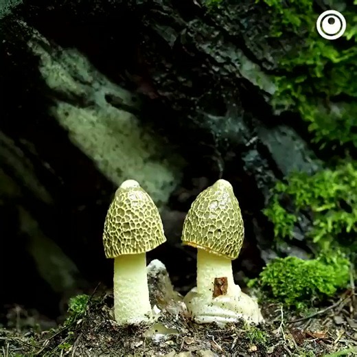 A fascinating look at fungi growth in time-lapse.📽: SRodrigo777