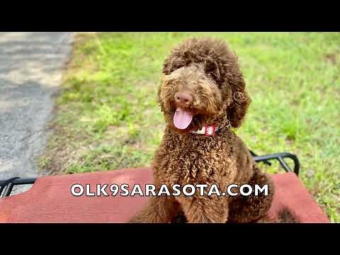 Lando 7mo Chocolate Goldendoodle || Before & After Training || OLK9 Sarasota || Board & Train