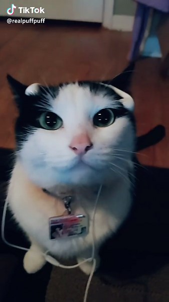 Adorable Cat Slideshow with Headphones