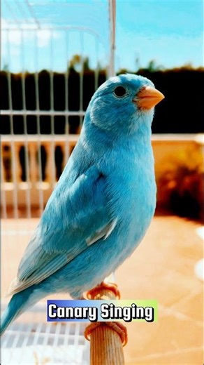 Canary Singing Training Video | Best Canary Singing | Canary Bird Sounds #galerikenariindonesia