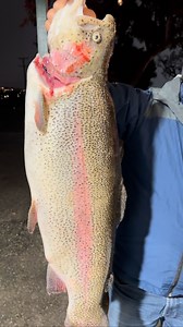 19.94 lb. 💥 SUPER TROUT 💥 checked in tonight at Santa Ana River Lakes | Fishinglakesdotcom