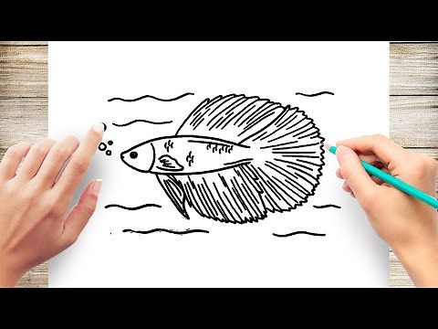 How to Draw Betta Fish Step by Step