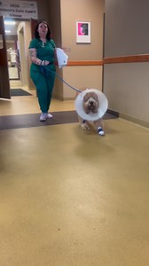 Leo Update: ❤️ The amputation surgery was a success, but Leo is really struggling trying to figure out how to walk without one of his toes. ￼It doesn’t help that he’s all wrapped up and wearing a cone, but that’s part of the recovery process. He’s anxious and dealing with a lot of pain, but I’m confident he’s happy that he’s back home. ￼￼His tumor has been sent off for biopsy and we will get the results next Tuesday or Wednesday. We’re praying for good news. 🙏 Thank you Dr. Wilson and staff at 