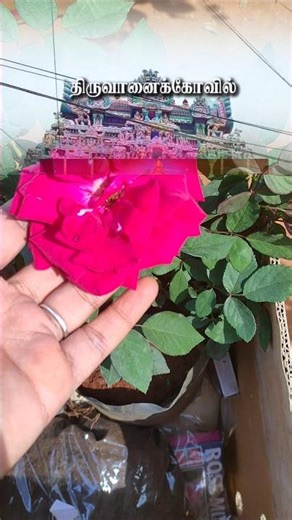 Delivered 12 items order to a happy customer from Thiruvanaikoil in Mettur with super service #new