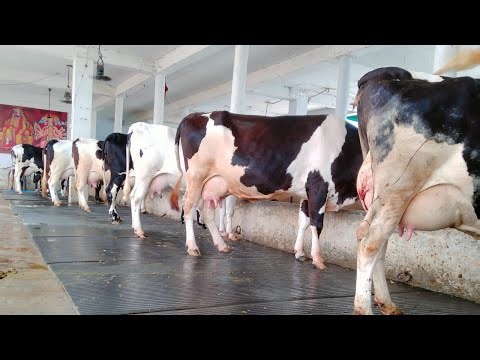 25 HF cows available for sale At Maratha Dairy Farm || Top quality Breed in Low rates