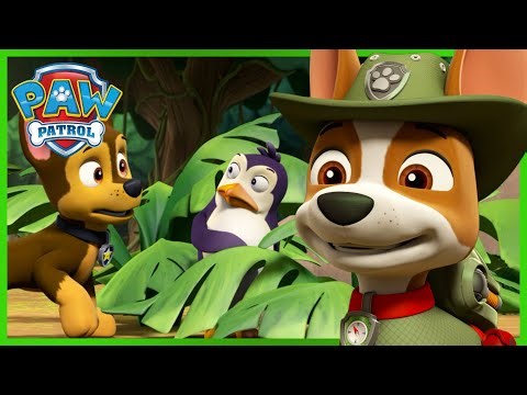 Jungle Rescue Pups help the Penguins get back home! - PAW Patrol UK - Cartoons for Kids