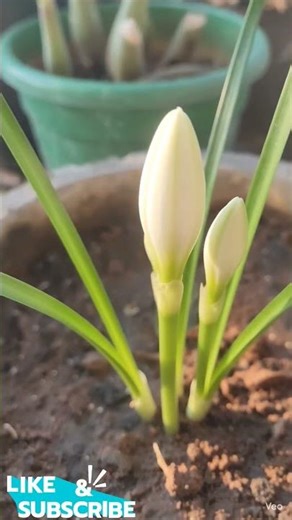 Magic After Rain 🌧️ | Rain Lily Bloom #jadeplant #plants #garden