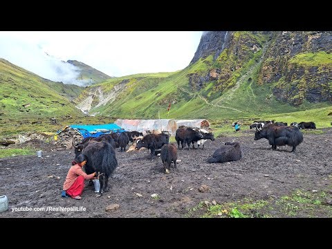 Himalayan Shepherd Life | The Making Process of Ghee in the himalayan Yak farm | Dolpa | Nepal 🇳🇵|