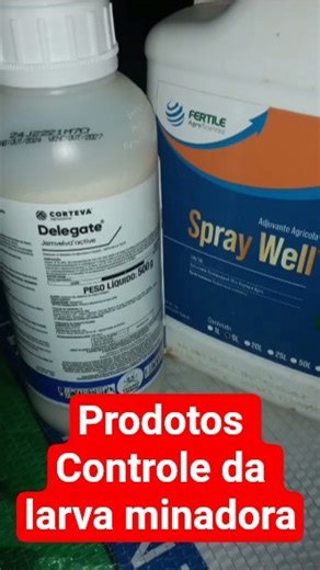 #defecivo #Delegate para o #controle de #mosca #minadora #larva #minadora na #lavoura de #pepino