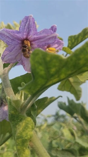 Honey bee 🐝 pollination brinjal vegetable 🍆 #eggplant #farming #agrifuture #vegetablefarming #agripa