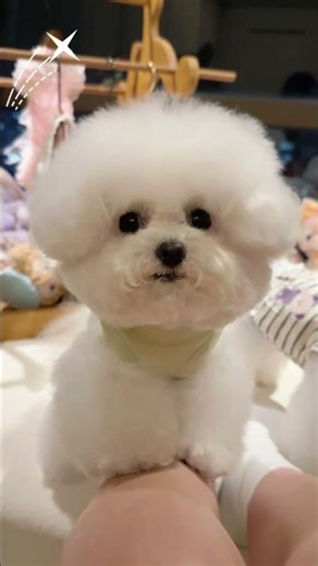 cute voice 😂😂 #shorts #cute #dog
