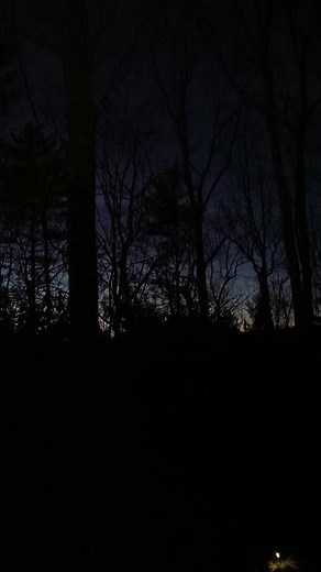 Eastern Coyote (Coywolf) Howl