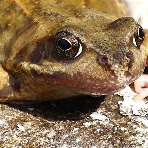 Adorable Froggy Up Close 🐸✨
