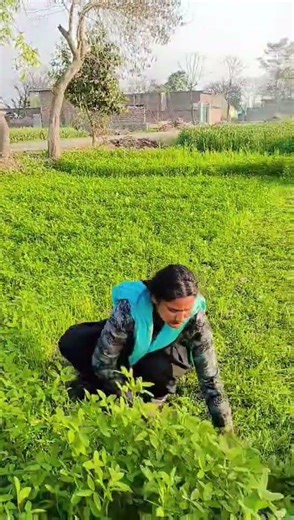 #Punjabi agriculture ka Dairy form cow green food#🌱🌱