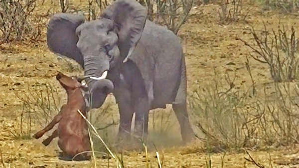 5.1M views · 10K reactions | Shocking but incredible video of an angry elephant attacking and stabbing a buffalo using his tusks. | Wild Tings | Facebook