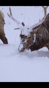 6.8K views · 159 reactions | Subah Allah how these animals are adapted to the harsh weather ️☁️ | Chitral Guide | Facebook