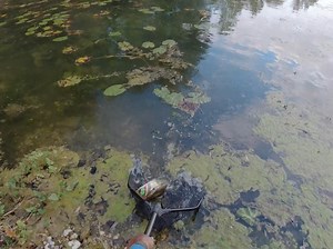 📽 Marko Petrak with a lovely 3D Walk Frog catch using SG4 Power game BC rod🐸👌 👉 https://savage-gear.com/products/lures/freshwater-lures/top-water/hollowbodies/3d-walk-frog 👉 https://savage-gear.com/products/rods/freshwater-rods/predator/baitcasting/sg4-power-game-bc | Savage Gear