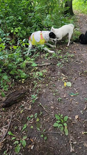 2.6K views · 318 reactions | Getting video of our medical dogs...