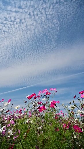 2.6K views · 25 reactions | Best cosmos fields to see in Japan  Note them down for your next Japan trip!  thanks @rinrin7281 for the amazing content and travel inspiration! Yamanakako Hanano Miyako Park, Yamanashi Prefecture Showa Kinen Park, Tokyo Hamarikyu Gardens, Tokyo Yodaura Undo Hiroba, Junikyo Station, Chiba Prefecture Sakura Furusato Square, Chiba Prefecture #cosmos #autumn #japan | Tsunagu Japan | Facebook