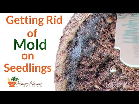 Getting Rid of Mold on Seedlings and the Top of Your Seed Starts
