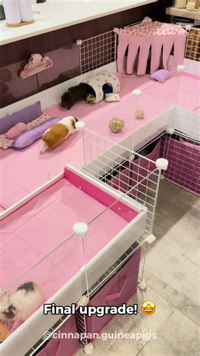 Building a Spacious Guinea Pig Cage Upgrade | Piggy's Palace Tour