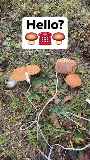 Mushroom music. 🍄🎶 These mushrooms are separate above ground, but beneath the surface they’re connected through a shared underground network of mycelium, exchanging nutrients and information through the soil. We connected multiple mushrooms at once and listened to the electrical activity moving through that hidden connection, translating those shifts into sound. You’ll hear sharp, striking synthesizer tones, square waves pulsing and locking together as the activity flows between them. Not indi