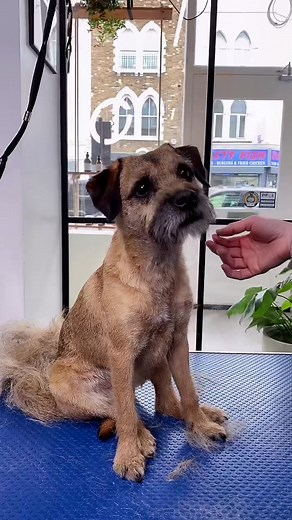 Hand Stripping a Border Terrier | Grooming Tips and Techniques