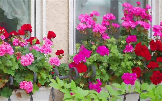 🍀 收藏这份T's Garden的园艺指南，让你的花园变成自然与爱的永久殿堂！