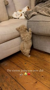 Where has my baby gone 💔 #puppy #maltipoo #timeflies #baby #cutevideo | puppy