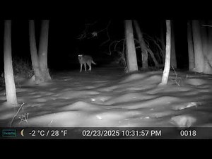 five coyotes howling up close 20250323
