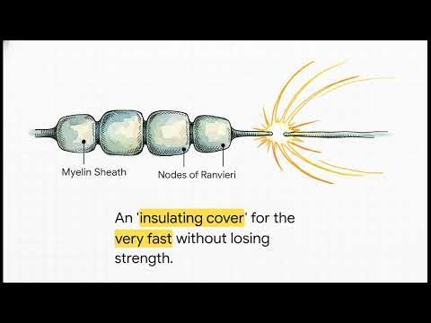 Ch:06 - Pg:70 - Q.9) Draw a labelled diagram of a neuron.