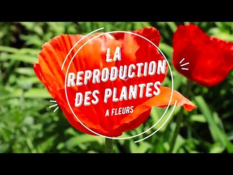 La reproduction des plantes à fleurs