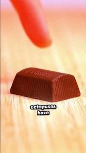 Human Cells vs Octopus Hearts – Mind-Blowing Facts!