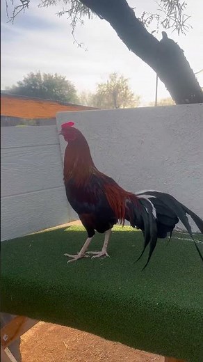 Pollo kelso 1/4 de asil