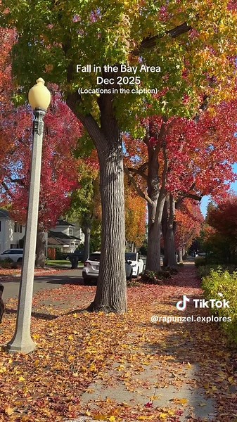 : The fall is finally falling in the Bay Area 🍂✨ If you’re chasing golden leaves and cozy neighborhood vibes, here are the must-visit streets this season: Mountain View • Lola Lane • Gretel Lane • Cornelia Ct • Monralto Dr • Phyllis Avenue Los Altos • State Street • Main Street Palo Alto • Forest Avenue • Pitman Avenue • Greenwood Lane • Ramona Street • Bowdin Street Menlo Park • Cotton Street • Hillview Drive • Politzer Drive Redwood City • Virginia Avenue Save this for your next fall walk 🍁 