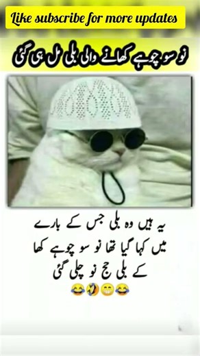 The Cat That Ate 900 Mice… Then Went to Hajj! 😂 | Funniest Moral Story Ever#FunnyStory #ViralStory