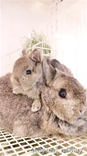 【遺伝子優勝】🐇💗ママの可愛さを全部持っていったベイビー