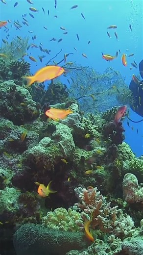 7 überraschende Tipps, um deinen Tauchcomputer optimal zu nutzen und sicher zu tauchen: 1. Kalibriere deinen Tauchcomputer regelmäßig für präzise Messwerte. 2. Nutze alle Funktionen – viele Geräte haben versteckte Features wie Temperatur- und Dekompressionswarnungen. 3. Überprüfe vor jedem Tauchgang die Batterielaufzeit, um unerwartete Ausfälle zu vermeiden. 4. Plane Tauchgänge mit deinem Computer und analysiere die Daten danach zur Verbesserung. 5. Verwende individuelle Einstellungen, angepasst