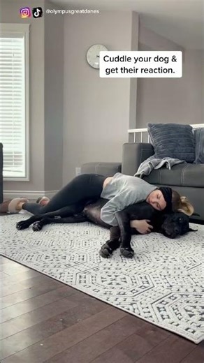 #fyp #foryou #greatdane # #trend #olympusgreatdanes #trending #foryoupage #pet #dog #popular