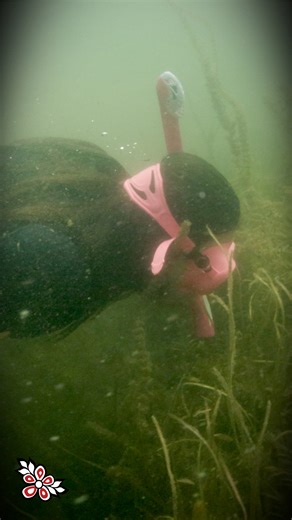 What can mussels teach us about a lake? A lot—if someone is there to listen... At Big Cedar Lake, Kitigan Zibi’s Guardians are going out “musseling” along the shoreline, collecting data that simply didn’t exist before. Wading, diving, counting, identifying—creating a baseline of knowledge built from the lakebed up. 🤿💧 These mussels filter heavy metals and support fish populations, but they also tell a bigger story about water health. And without Guardians on the land, that story could be overl