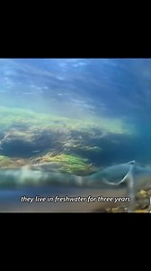 Salmon 🍣 #wildlife #animal #animals #nature | Wilderness Wildlifes