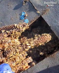This guy finds giant beehives hidden under roofs 😮 | BuzzFeed News