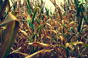 Farmers begin 'mass slaughter' of animals as food prices spike