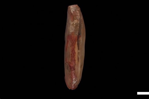 Ancient fossil hailed as world's oldest octopus is actually a different species