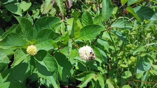 Sugar Shack Buttonbush
