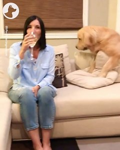 47K views · 1.1K reactions | Day 10 of quarantine... | Go Fetch | Facebook