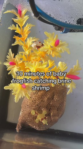 Baby Frogfish Catching Brine Shrimp - 10 Minutes of Action