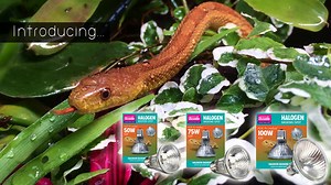 5.8K views · 24 reactions | Our range of wide beam halogen basking lamps. The best combination of infrared A and B, Heat, UV-A and Visible Light. Available in 50, 75 and 100w E27 240v | Arcadia Reptile | Facebook