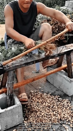 Peanut Threshing Work Tool Using Manual Peanut Stripper #worktool